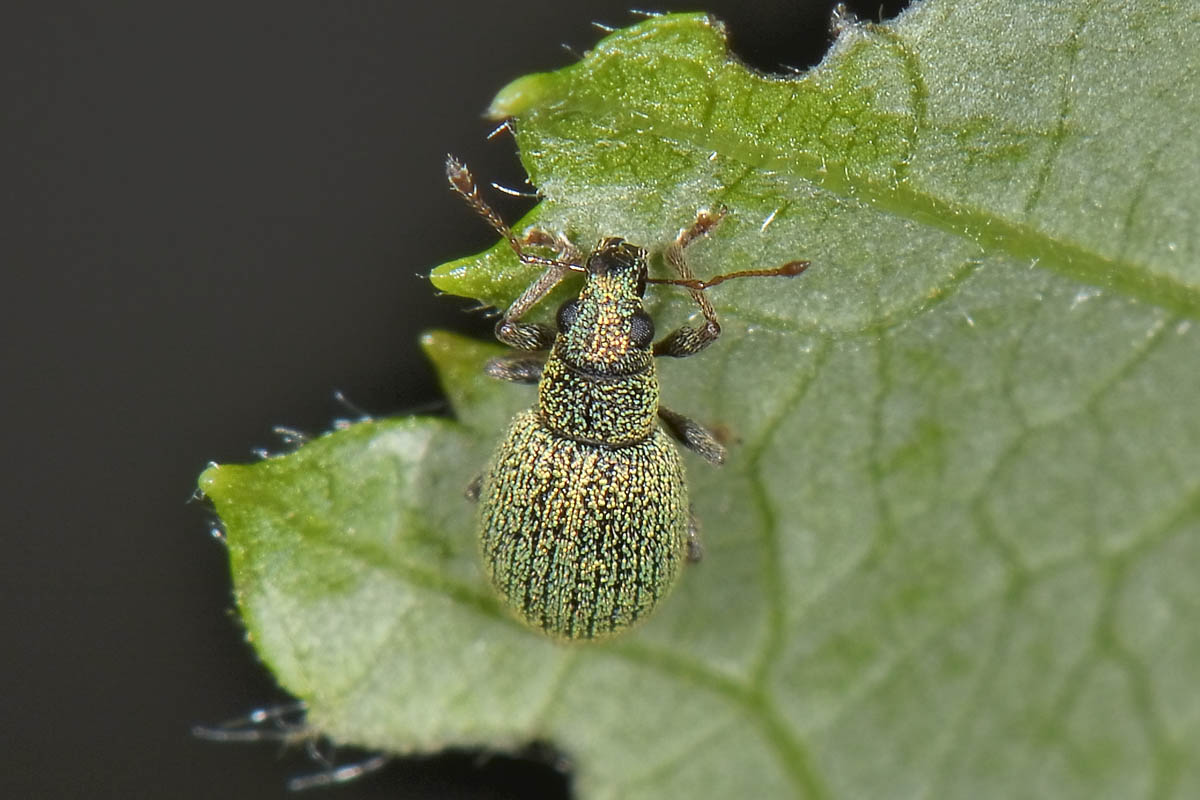 Stasiodis parvulus, Curculionidae